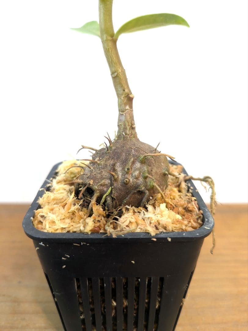 ミルメフィツム セレビクム ブキドノン マライバライ アリ植物