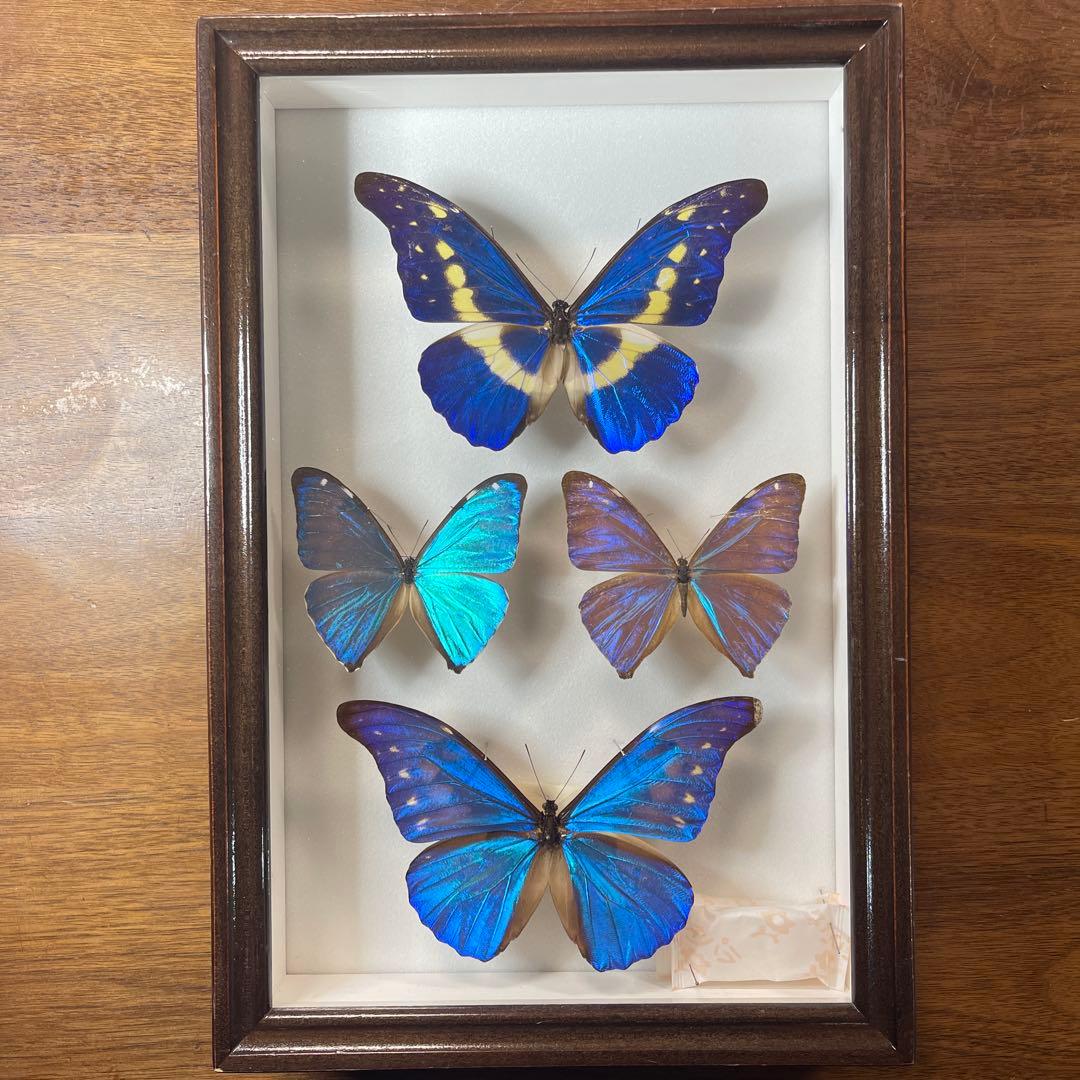 青色のモルフォ蝶の標本 4匹セット