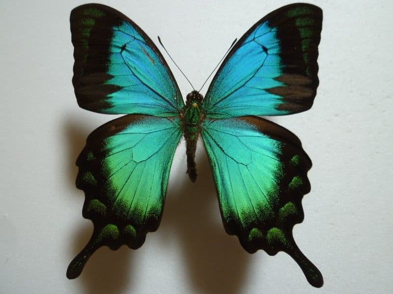 ニ*ニ様 【外国産蝶標本】ヘリボシアオネアゲハ/インドネシア.アルファック山産/
