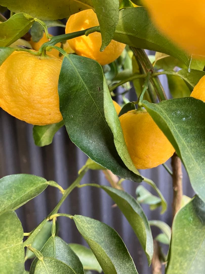 どん兵衛さま専用