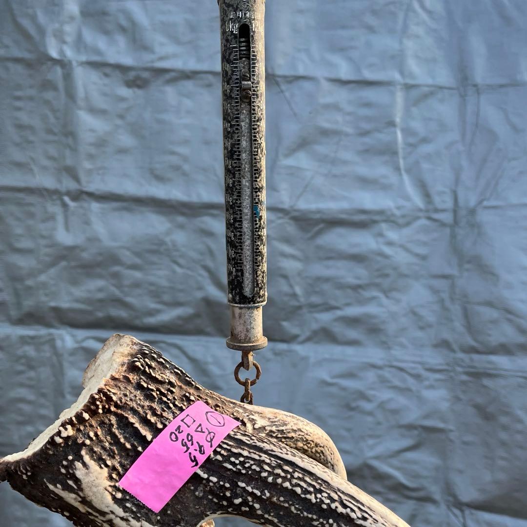 【天然物】※お値下げ済 鹿の角 エゾシカ⚫︎左右非対称⚫︎10本セット（約10kg）