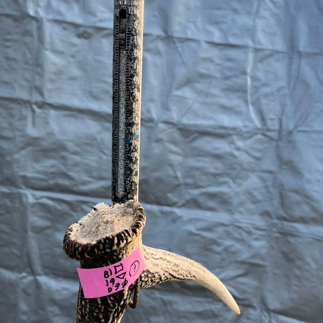 【天然物】※お値下げ済 鹿の角 エゾシカ⚫︎左右非対称⚫︎10本セット（約10kg）