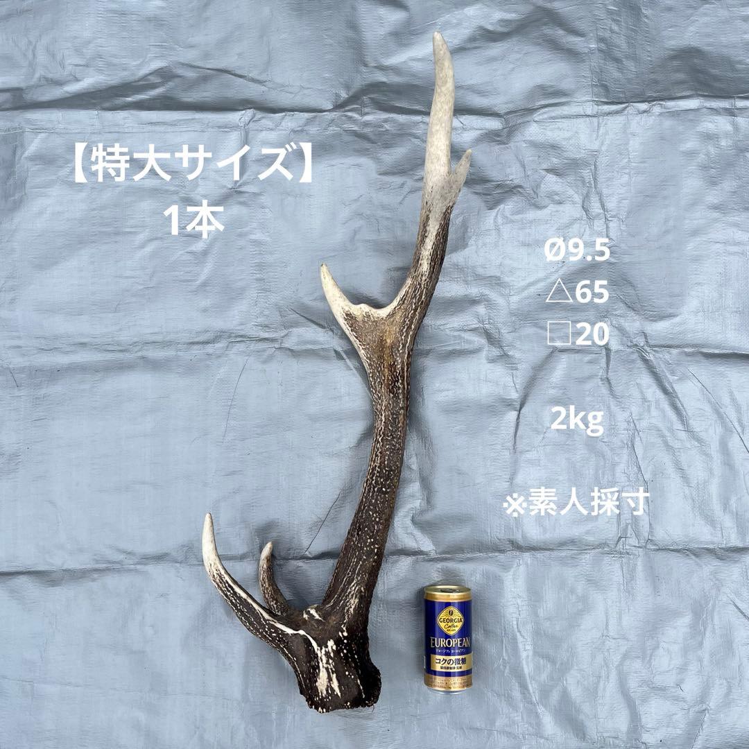 【天然物】※お値下げ済 鹿の角 エゾシカ⚫︎左右非対称⚫︎10本セット（約10kg）