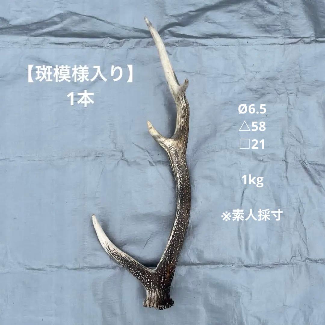 【天然物】※お値下げ済 鹿の角 エゾシカ⚫︎左右非対称⚫︎10本セット（約10kg）