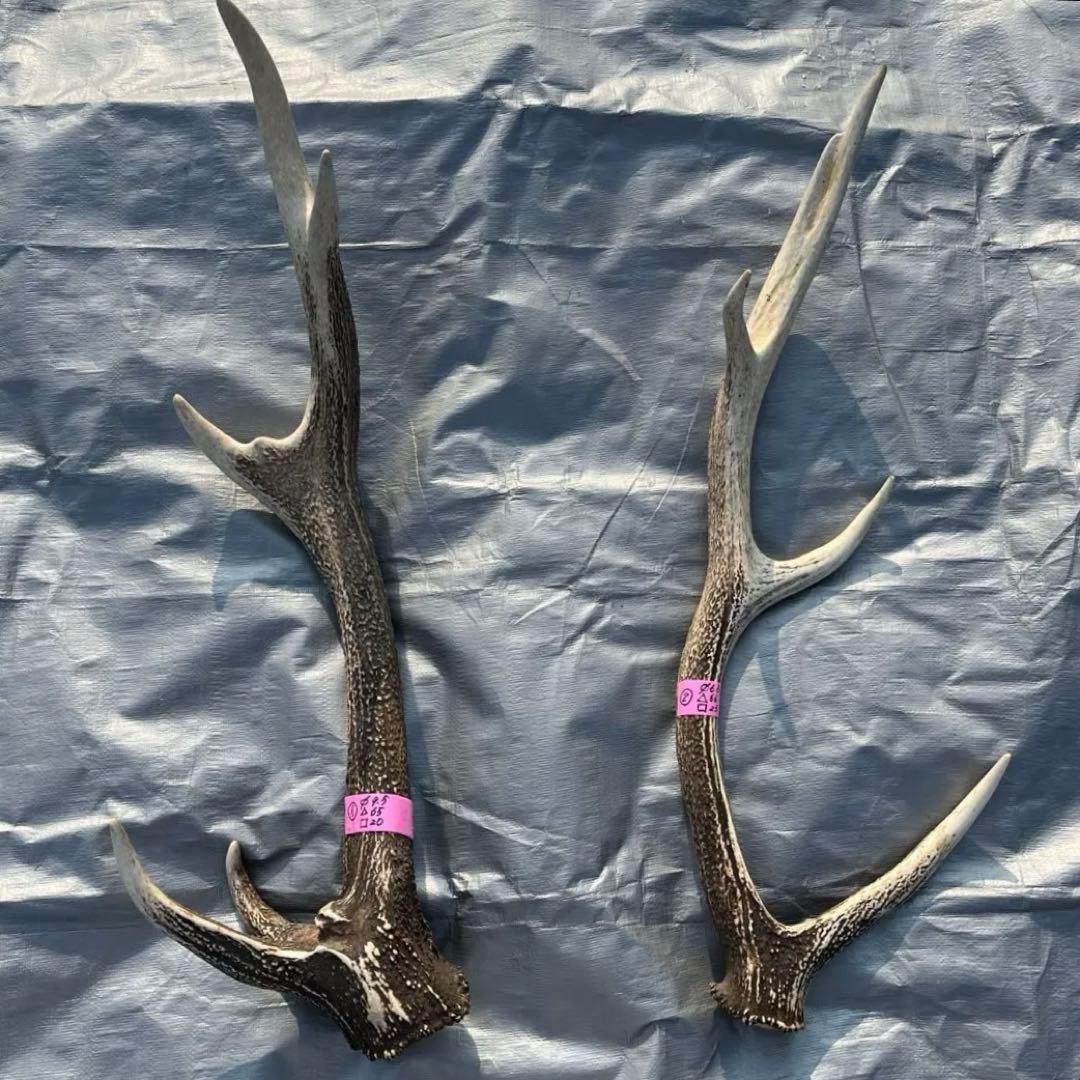【天然物】※お値下げ済 鹿の角 エゾシカ⚫︎左右非対称⚫︎10本セット（約10kg）