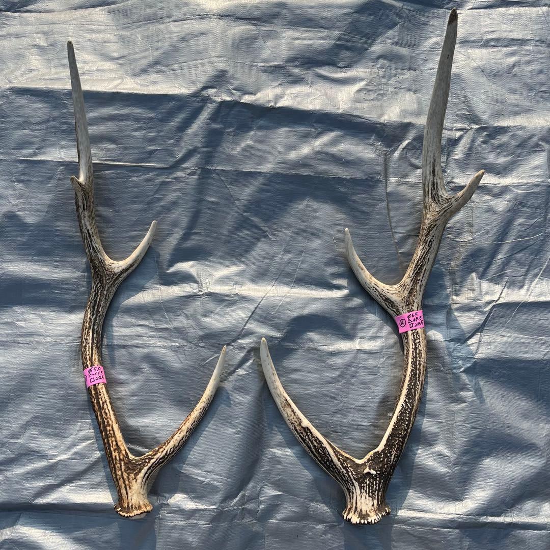 【天然物】※お値下げ済 鹿の角 エゾシカ⚫︎左右非対称⚫︎10本セット（約10kg）