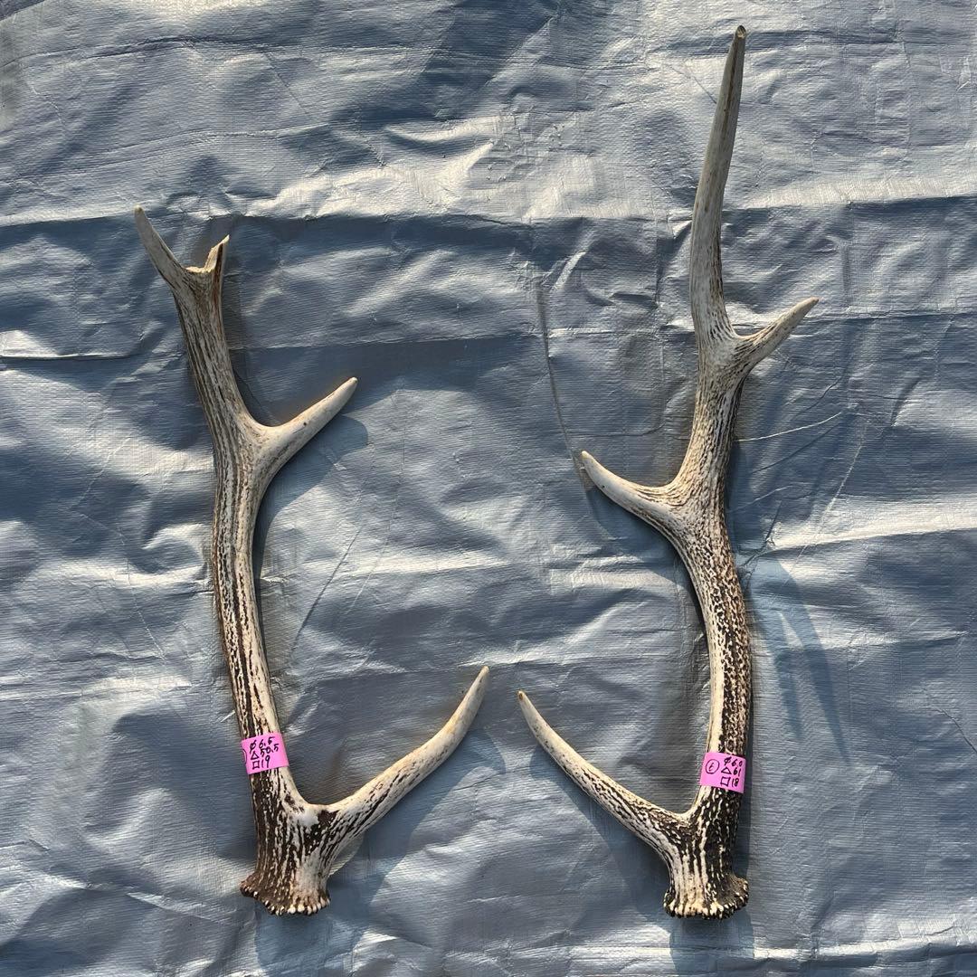 【天然物】※お値下げ済 鹿の角 エゾシカ⚫︎左右非対称⚫︎10本セット（約10kg）