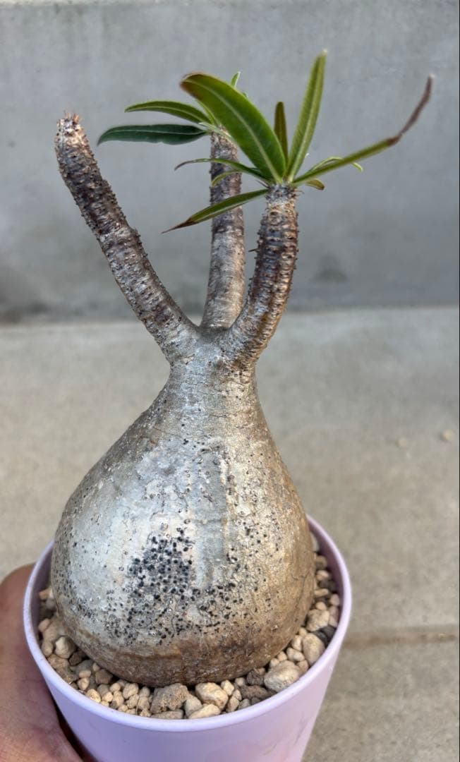 良形 パキポディウム グラキリス 発根済み 現地球