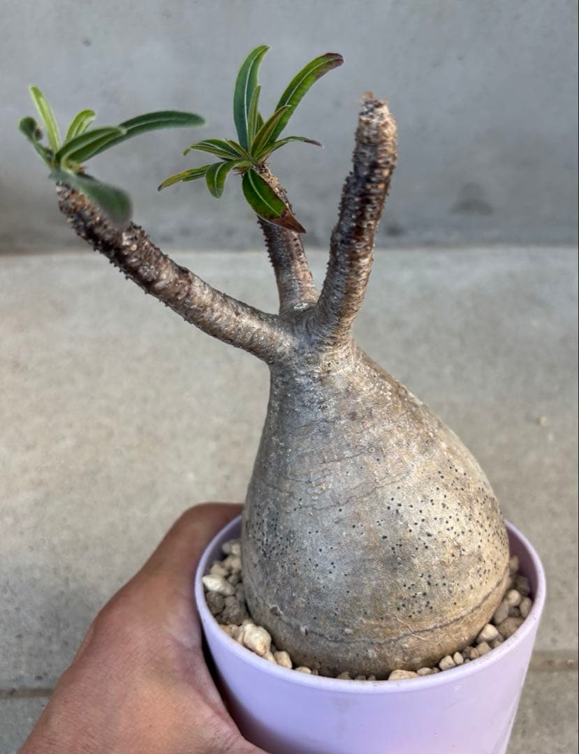 良形 パキポディウム グラキリス 発根済み 現地球