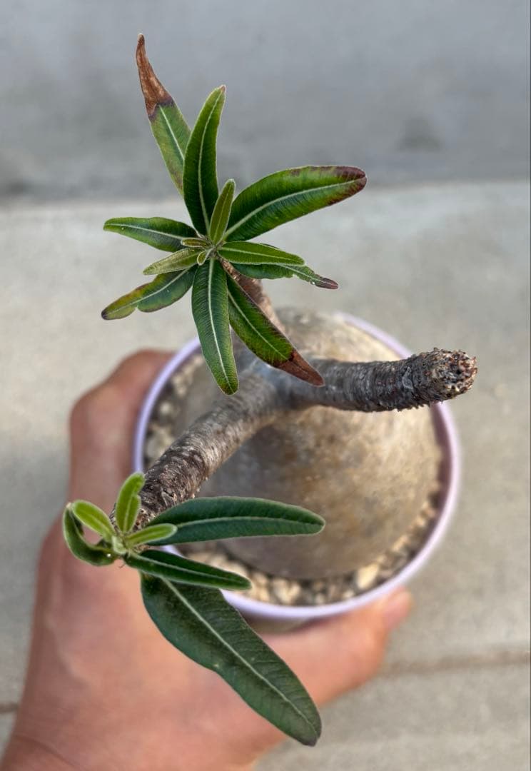 良形 パキポディウム グラキリス 発根済み 現地球