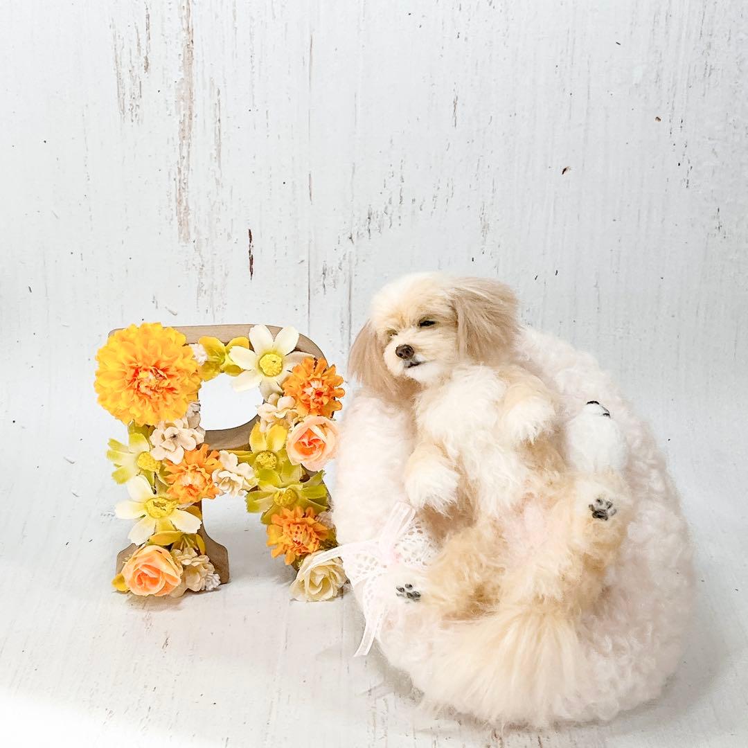 羊毛フェルト 犬 マルプー トイプードル ミックス犬