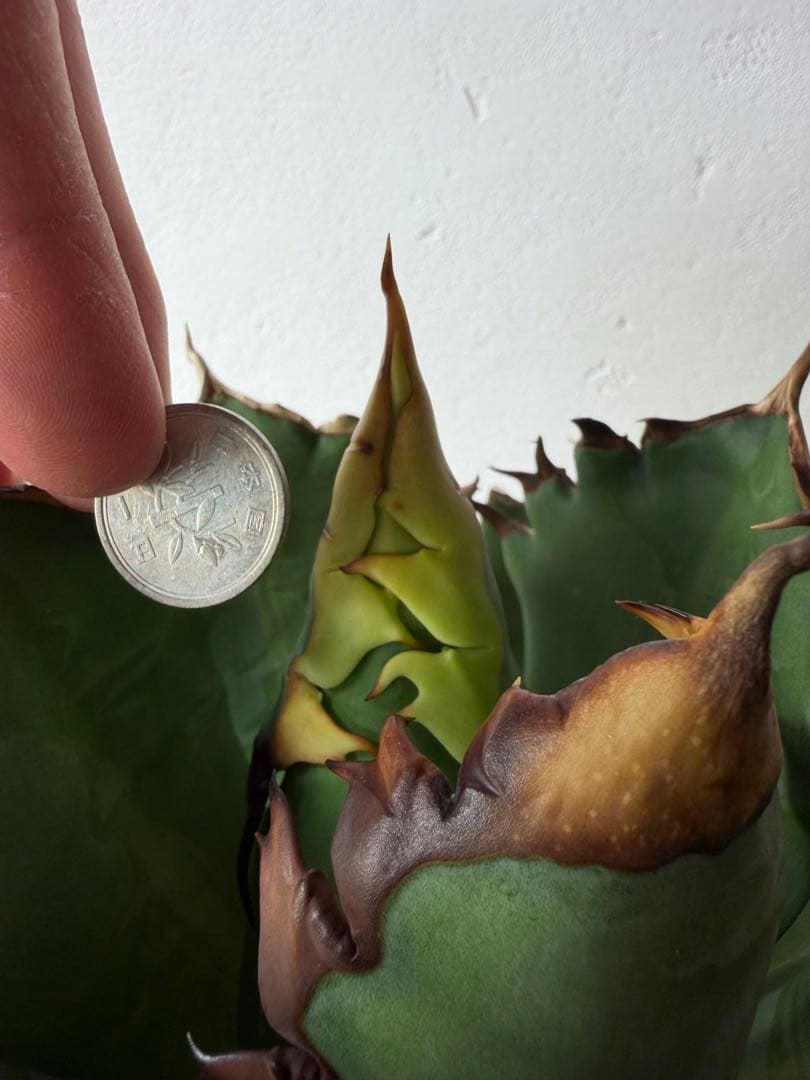 オアハカ　大株　現地球