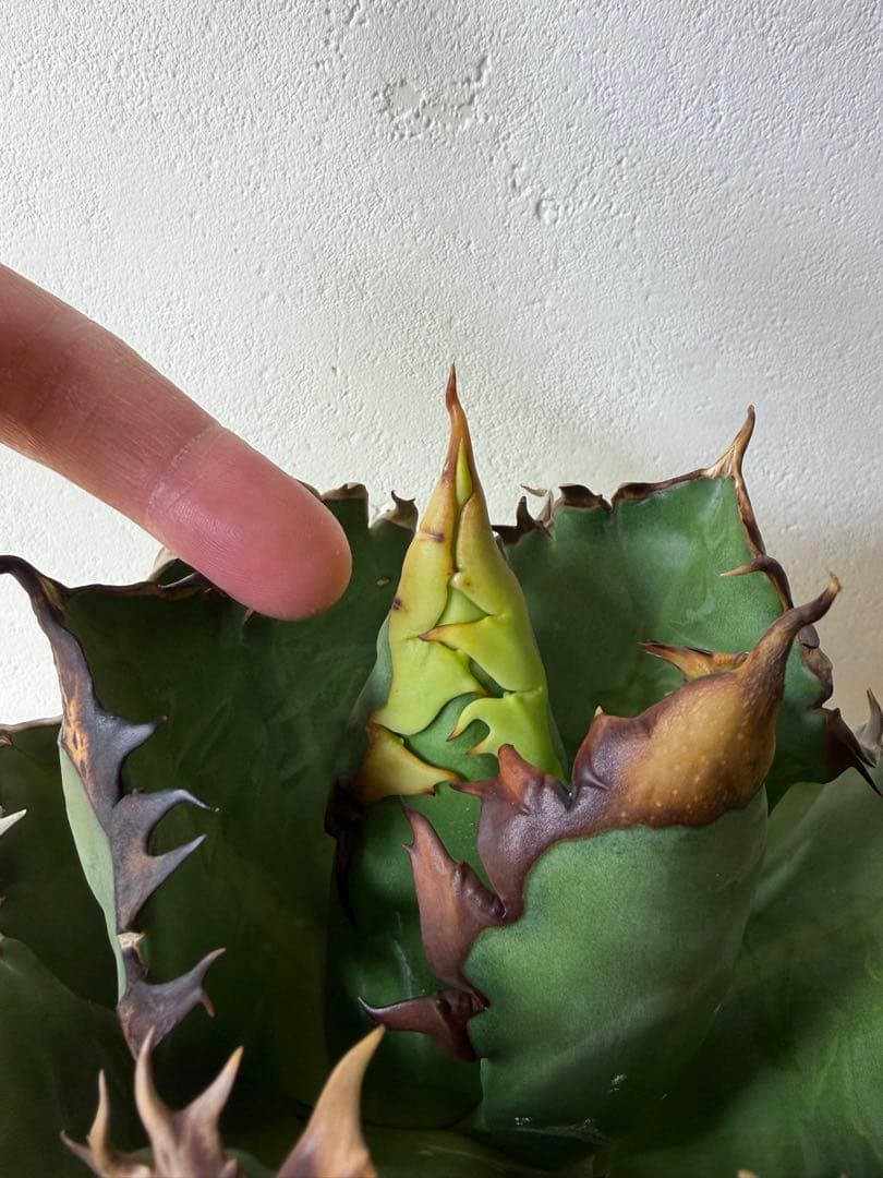 オアハカ　大株　現地球