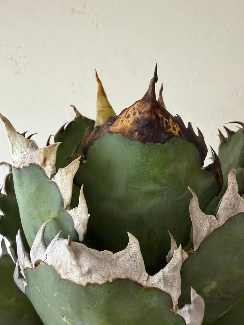 オアハカ　大株　現地球