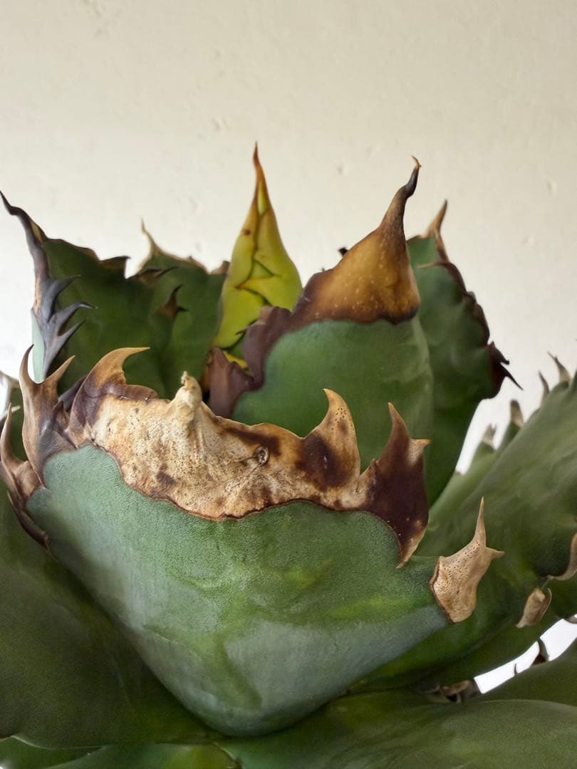 オアハカ　大株　現地球