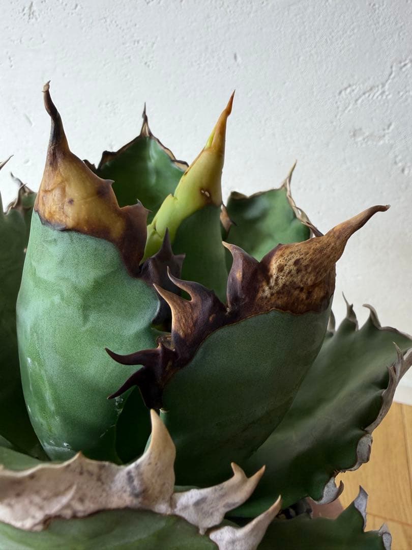 オアハカ　大株　現地球