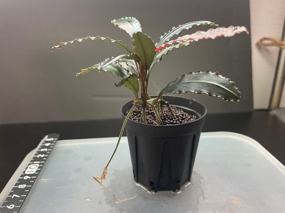 ヒ*ロ様 Bucephalandra sp Red walts