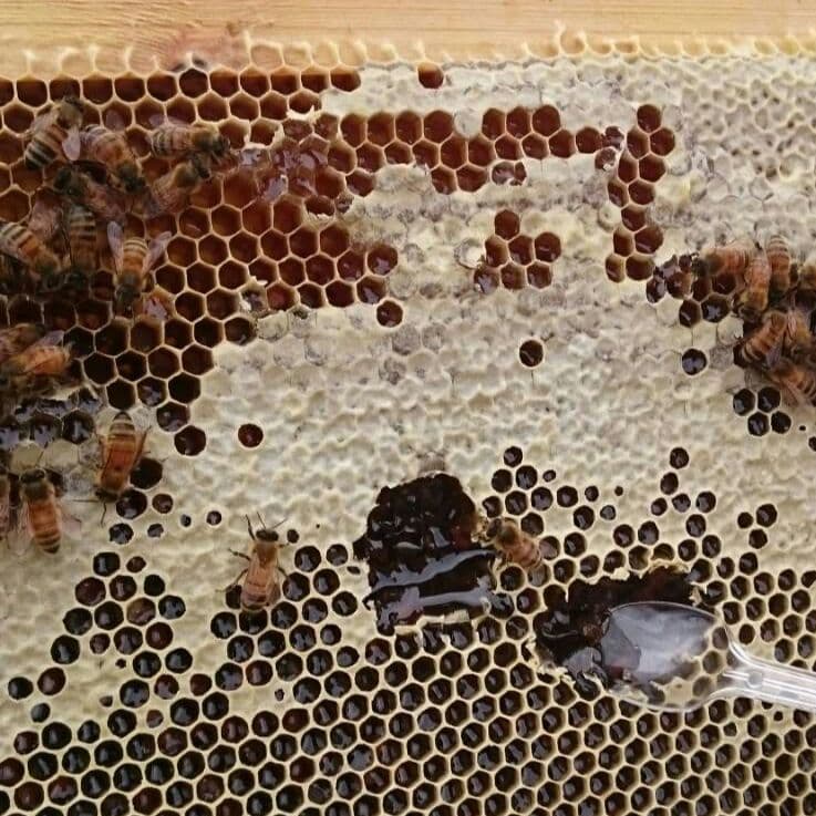 アカシア蜂蜜 国産純粋 非加熱 1kg×2本