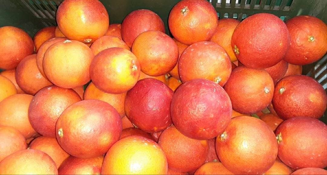 カイくんママ　東北地方　愛媛県産　ブラッドオレンジ　柑橘　10kg