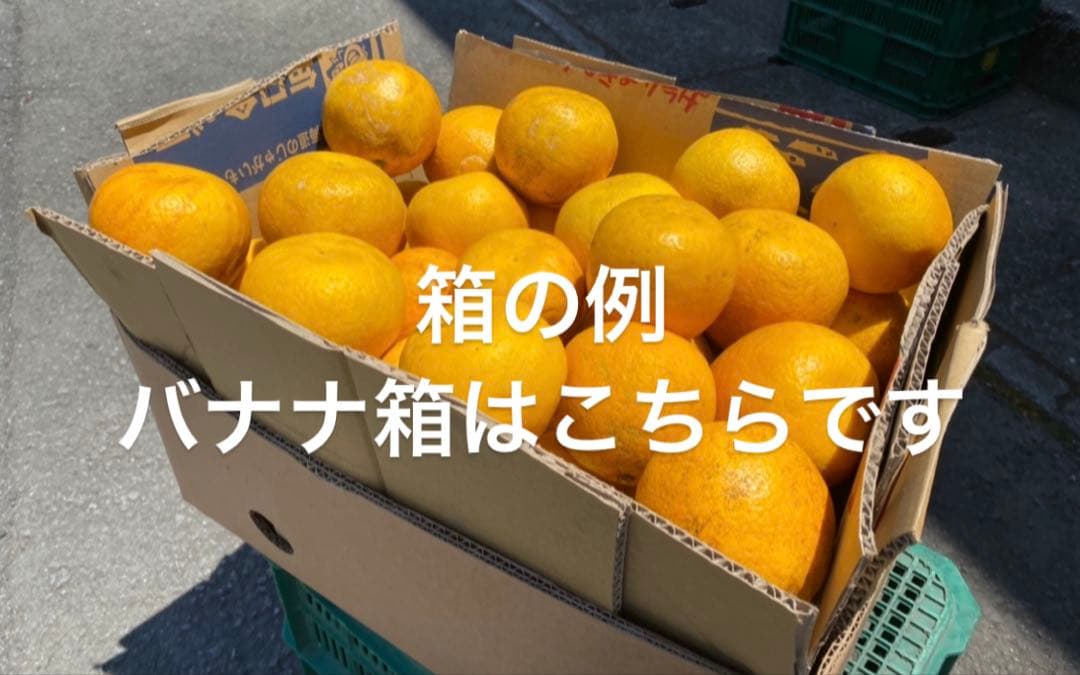 カイくんママ　東北地方　愛媛県産　ブラッドオレンジ　柑橘　10kg