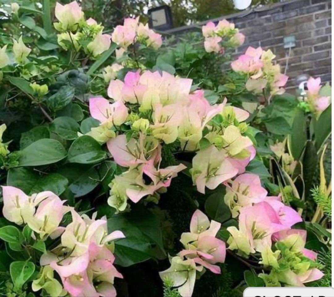 ブーゲンビリア　大株　海外種　三色変色　花蕾多数付き
