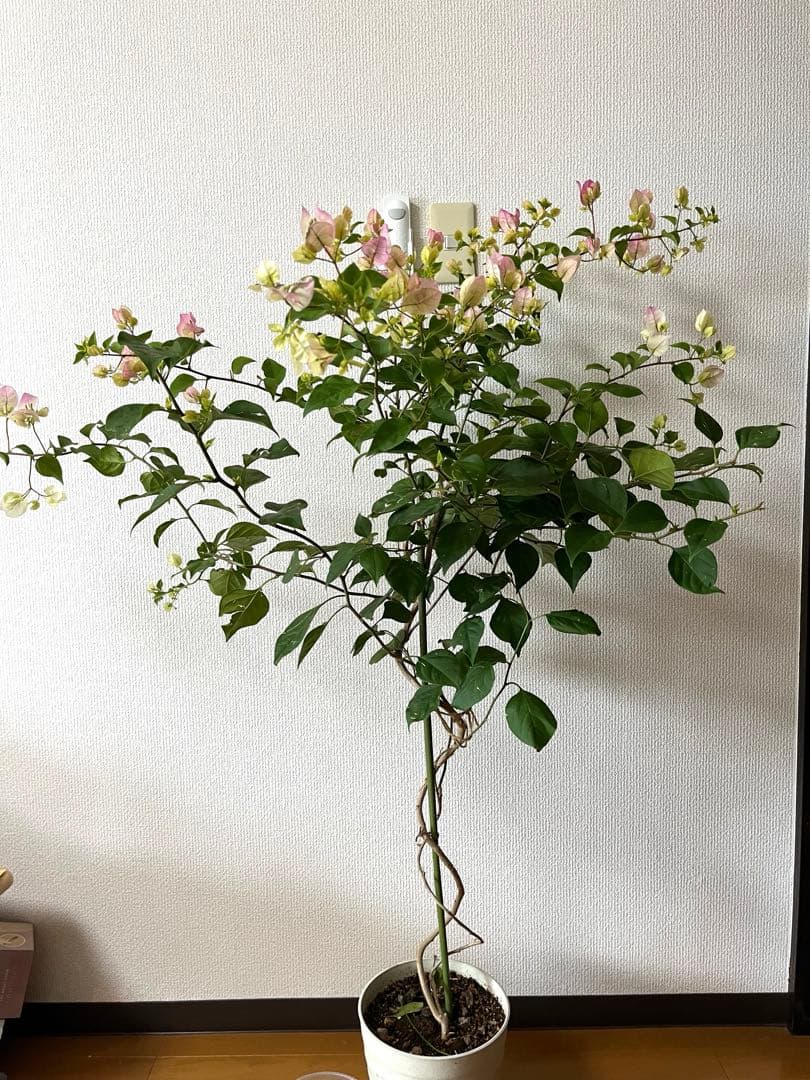 ブーゲンビリア　大株　海外種　三色変色　花蕾多数付き