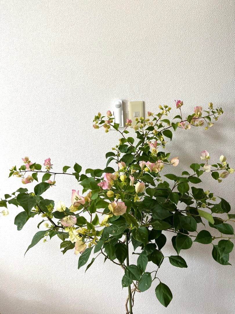 ブーゲンビリア　大株　海外種　三色変色　花蕾多数付き