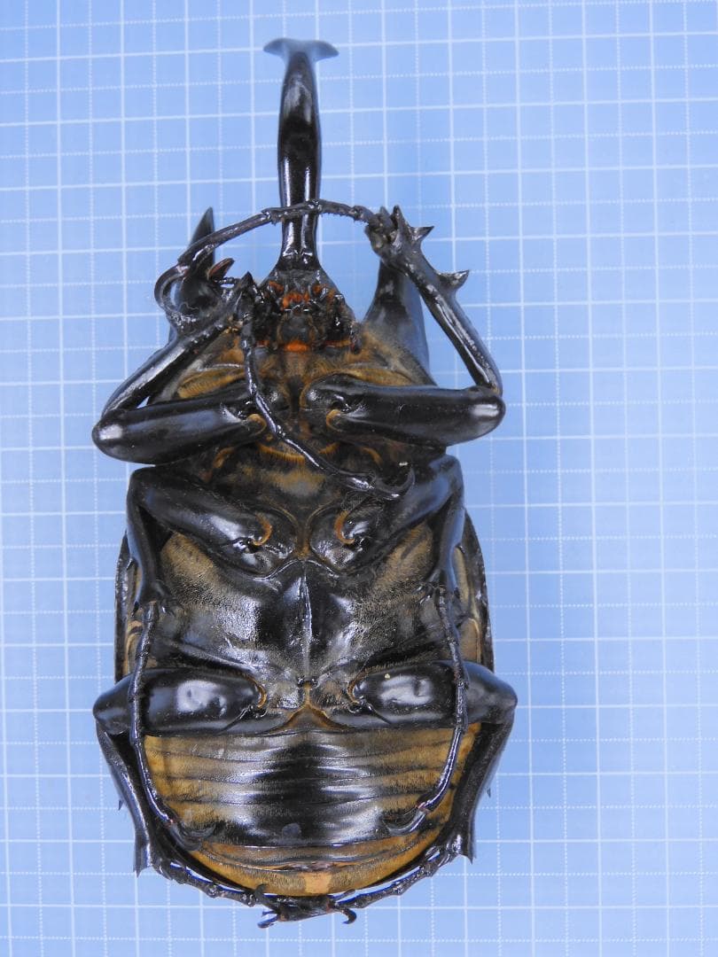 コロンビア産　レックスゾウカブト　115mmX51mm