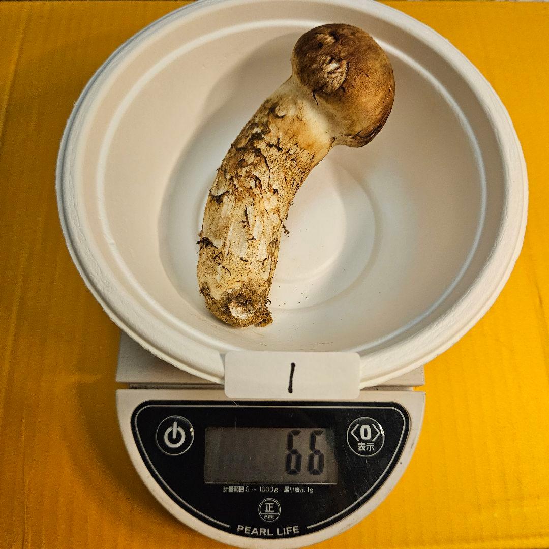 岩手県産松茸 145g