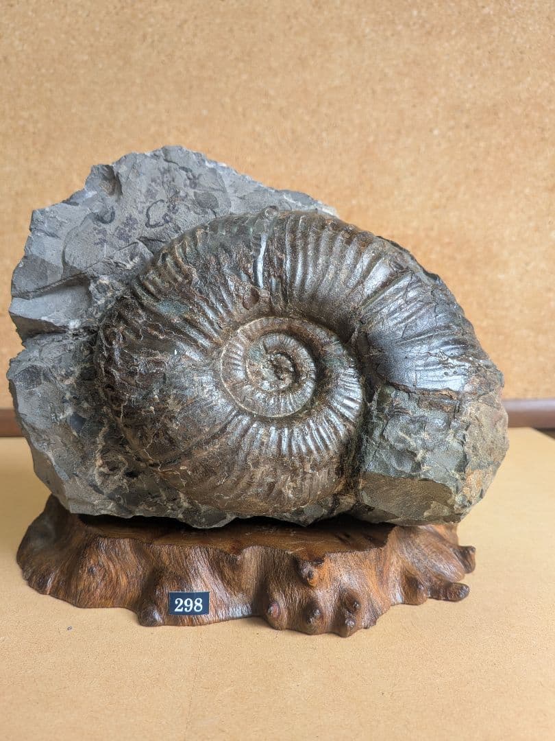 アンモナイト化石 13.0㎝(298)