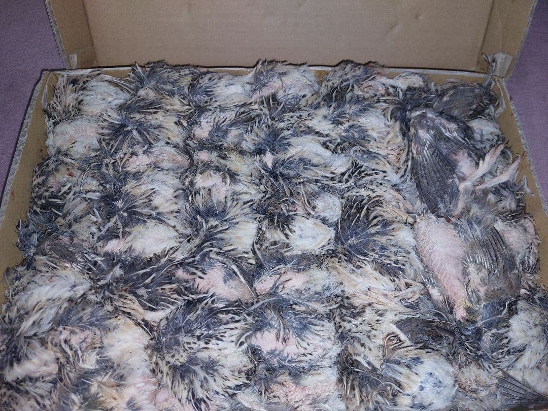 san様 冷凍ウズラ。内臓処理済み(国内産)2ケース猛禽、爬虫類等に。