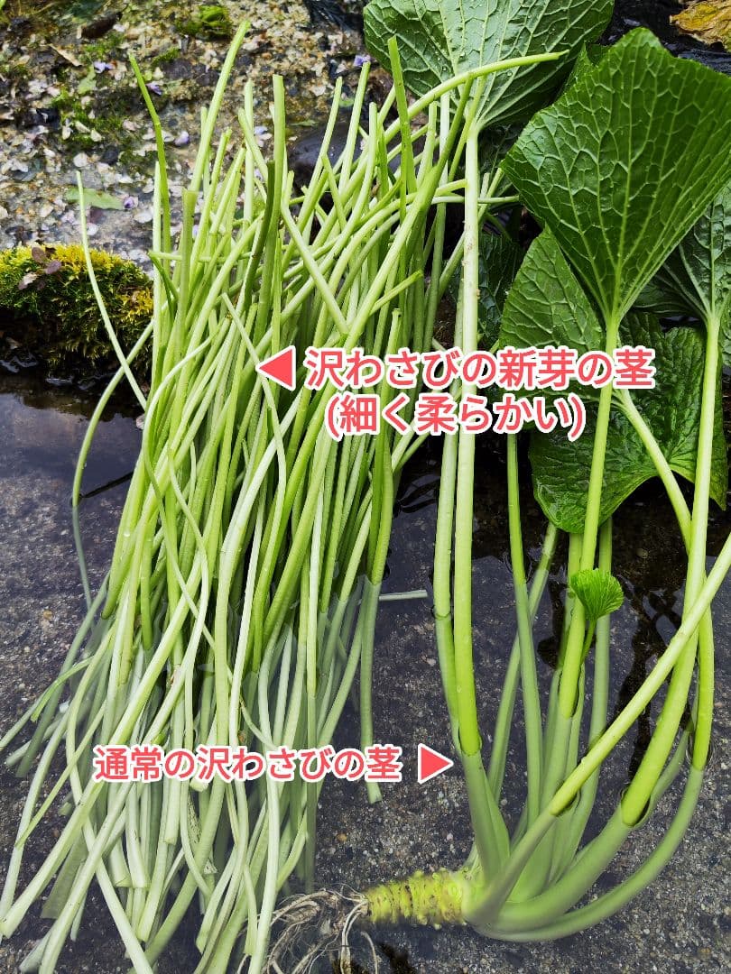 【別注品】7kg 安曇野産 わさびの太茎 わさび漬け わさび 生わさび