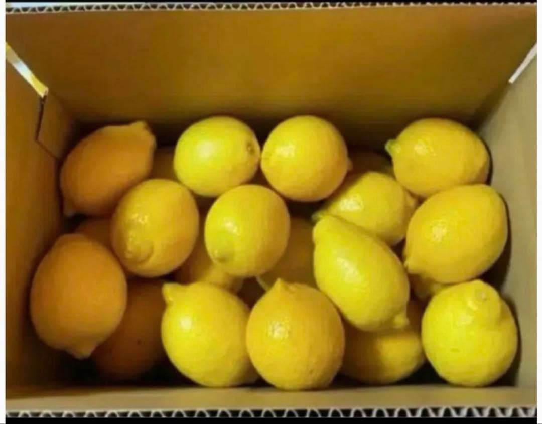 国産瀬戸田レモン10kg前後　あんころもち様