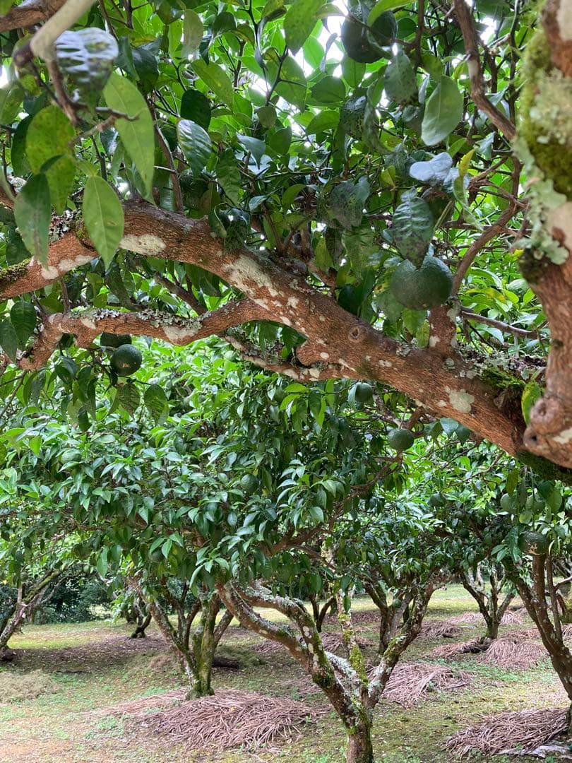 完全無農薬　青ゆず　青柚子　箱込み10kgちょっと入ります♪