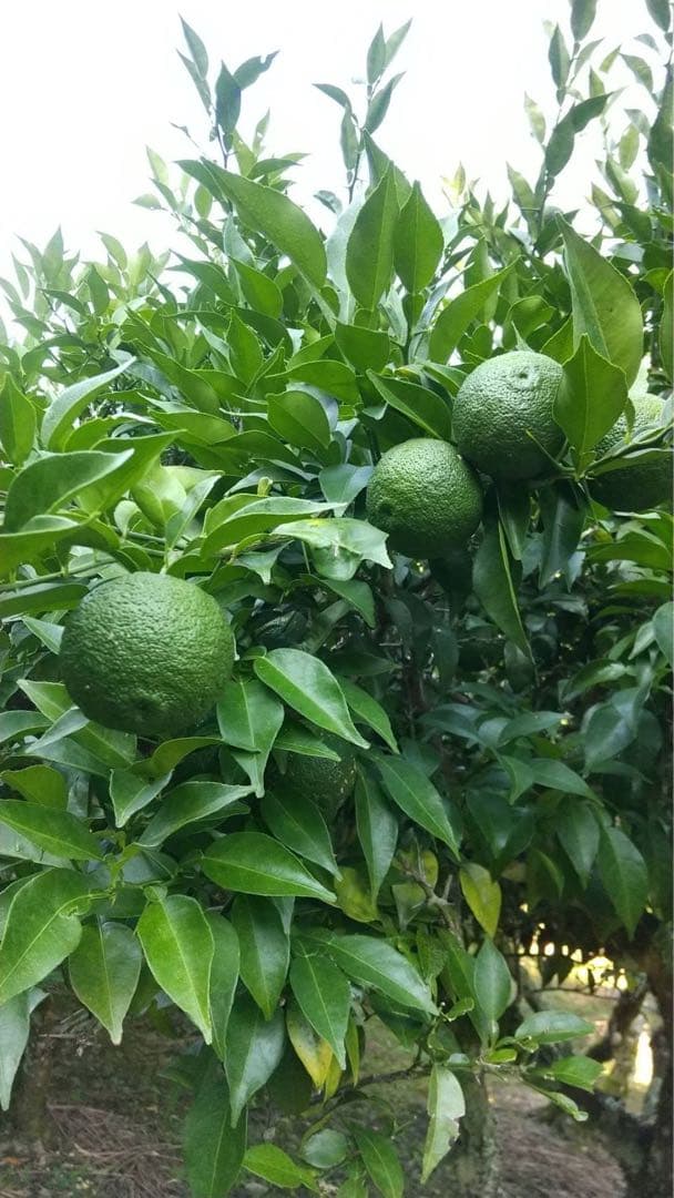 完全無農薬　青ゆず　青柚子　箱込み10kgちょっと入ります♪