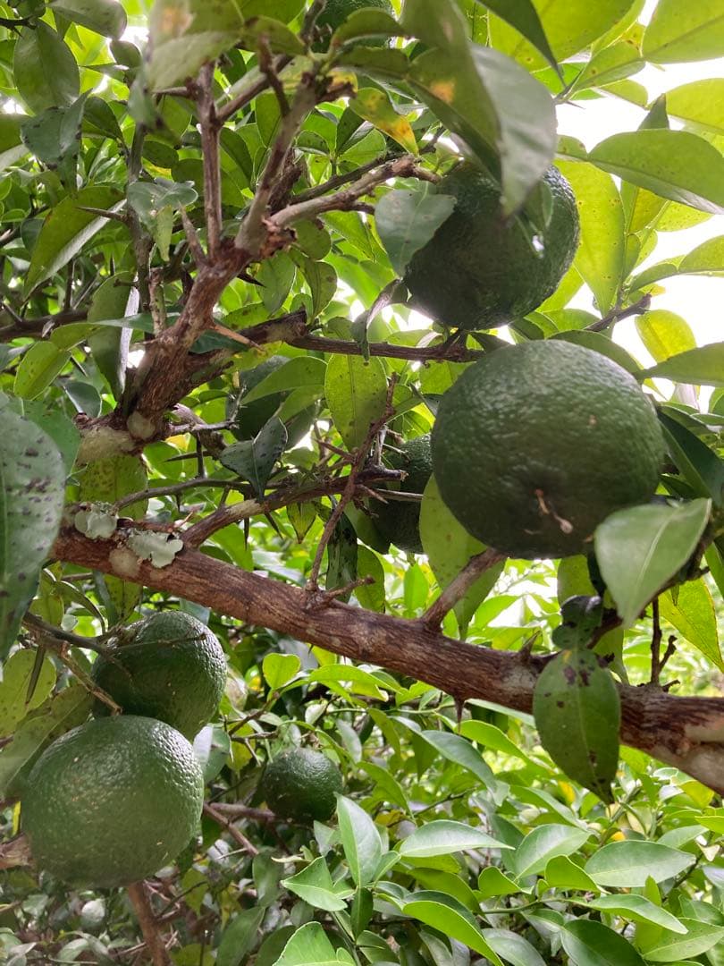 完全無農薬　青ゆず　青柚子　箱込み10kgちょっと入ります♪