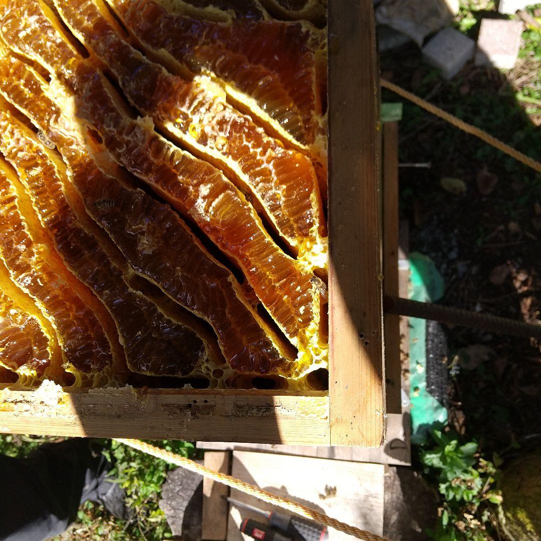 ハッチ 日本蜜蜂 ハチミツ 1160g 2本セット八ヶ岳西麓1250m