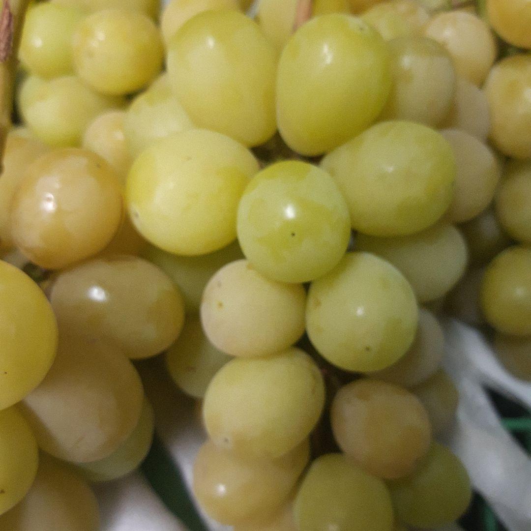 完熟多めの、シャインマスカット家庭用訳有り品