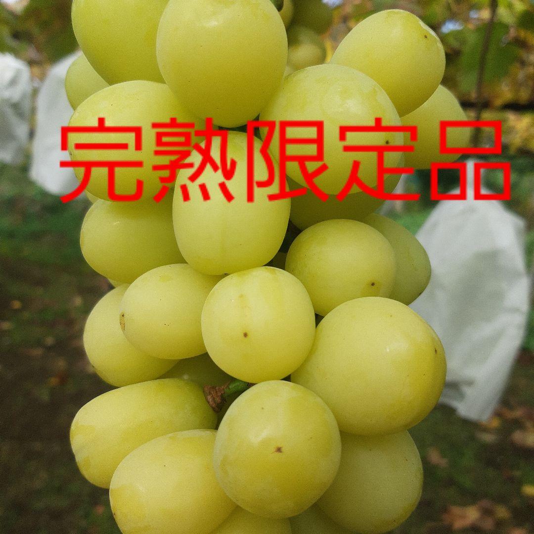 完熟多めの、シャインマスカット家庭用訳有り品