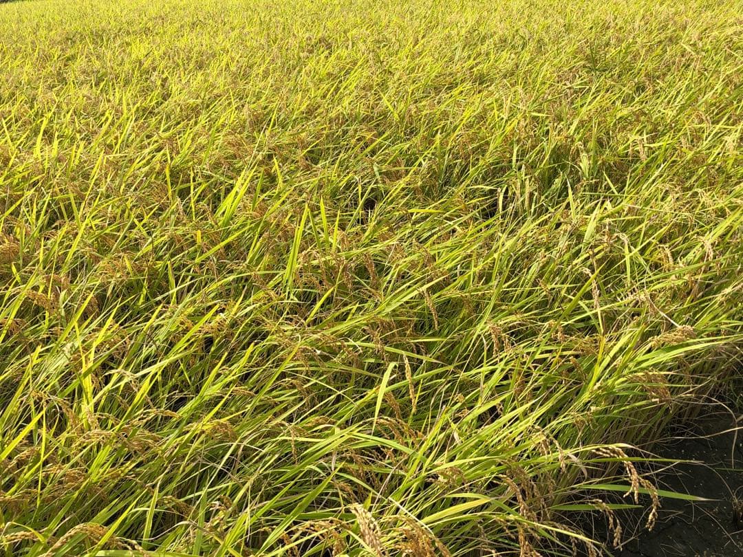 丹波産　コシヒカリ　10キロ