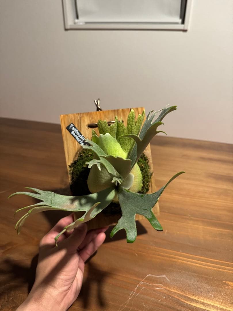 こ*！様 P.willinckii bacteria spore バクスポ ビカ