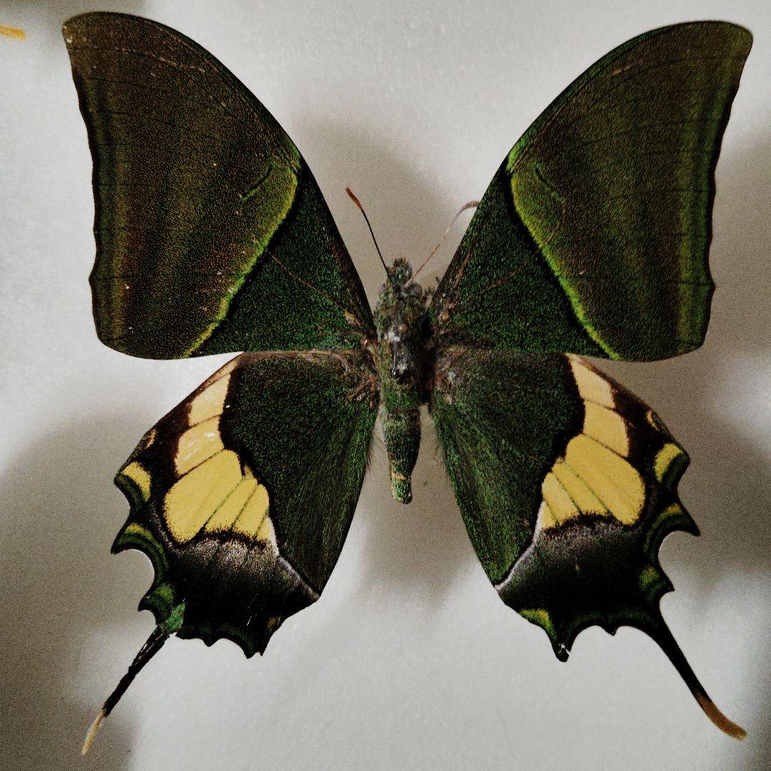 ミャンマー産 テングアゲハ 蝶標本