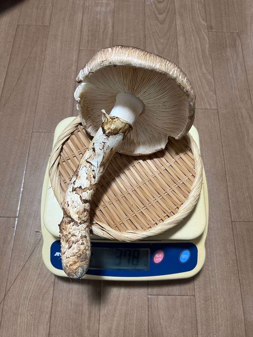 10/29早朝採れ　岐阜県産　松茸　376g 極上開き　　最終物