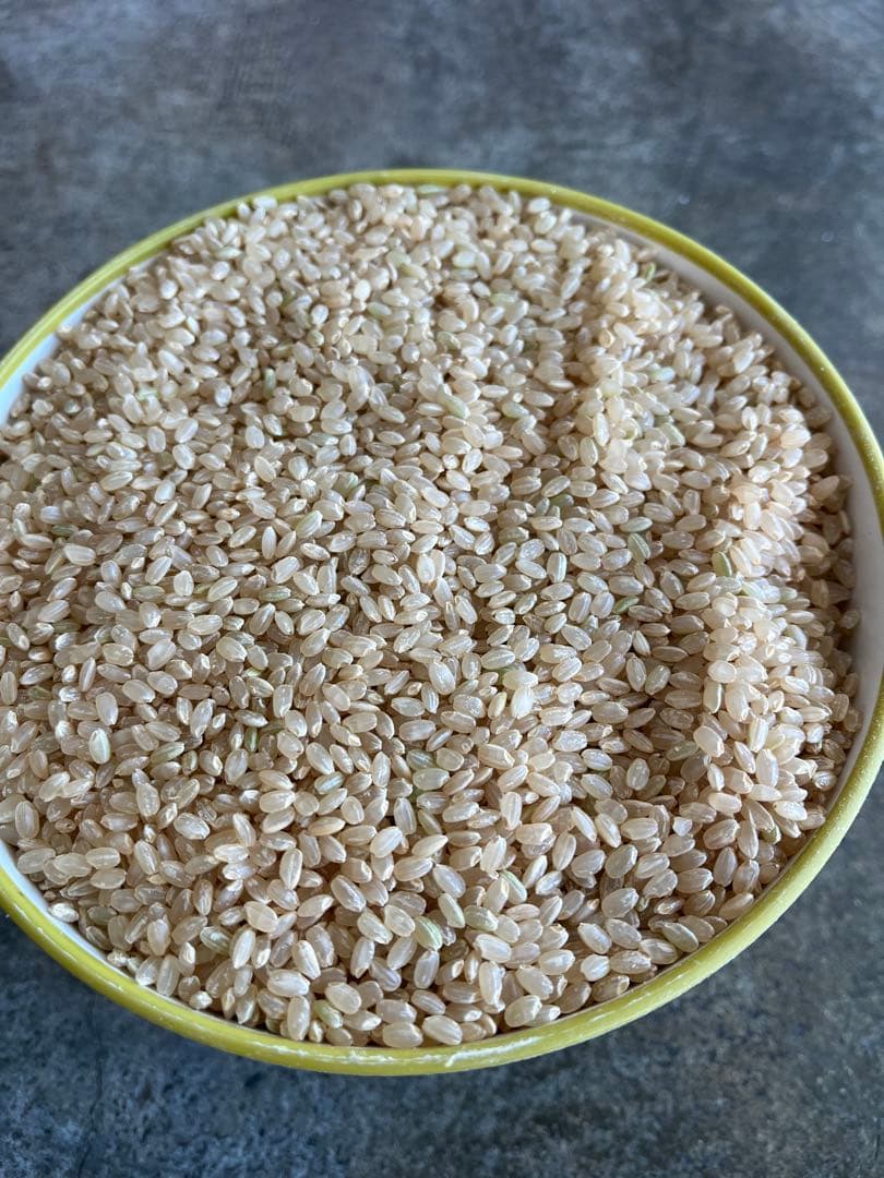 令和6年産福井コシヒカリ1等 玄米18.5kg 9.25㎏を2本送料込 低温保管