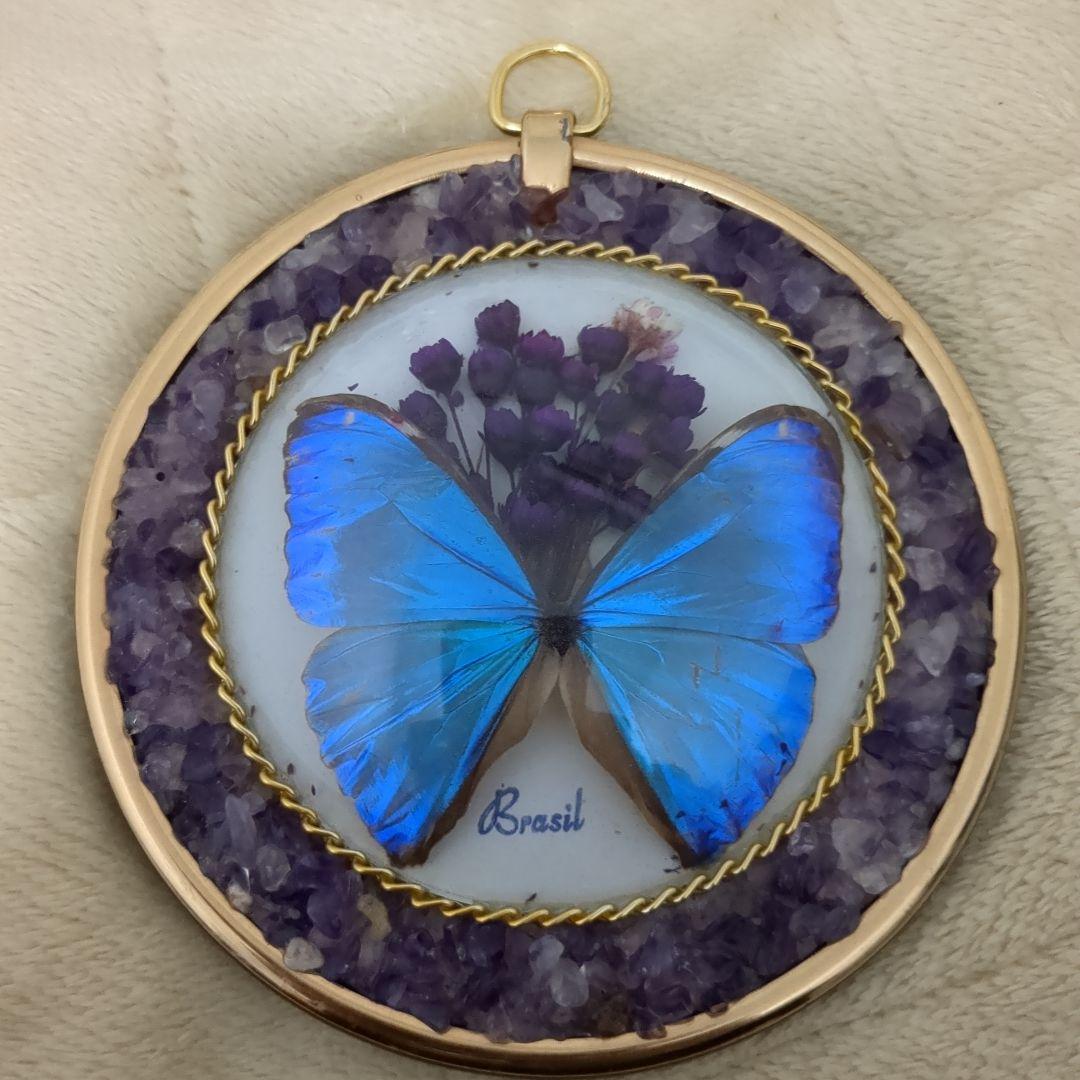 ブラジル産モルフォ蝶の標本