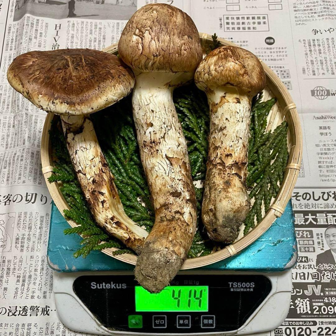 天然きのこ 松茸 国産 マツタケ まつたけ 大自然の凛さん採取その146