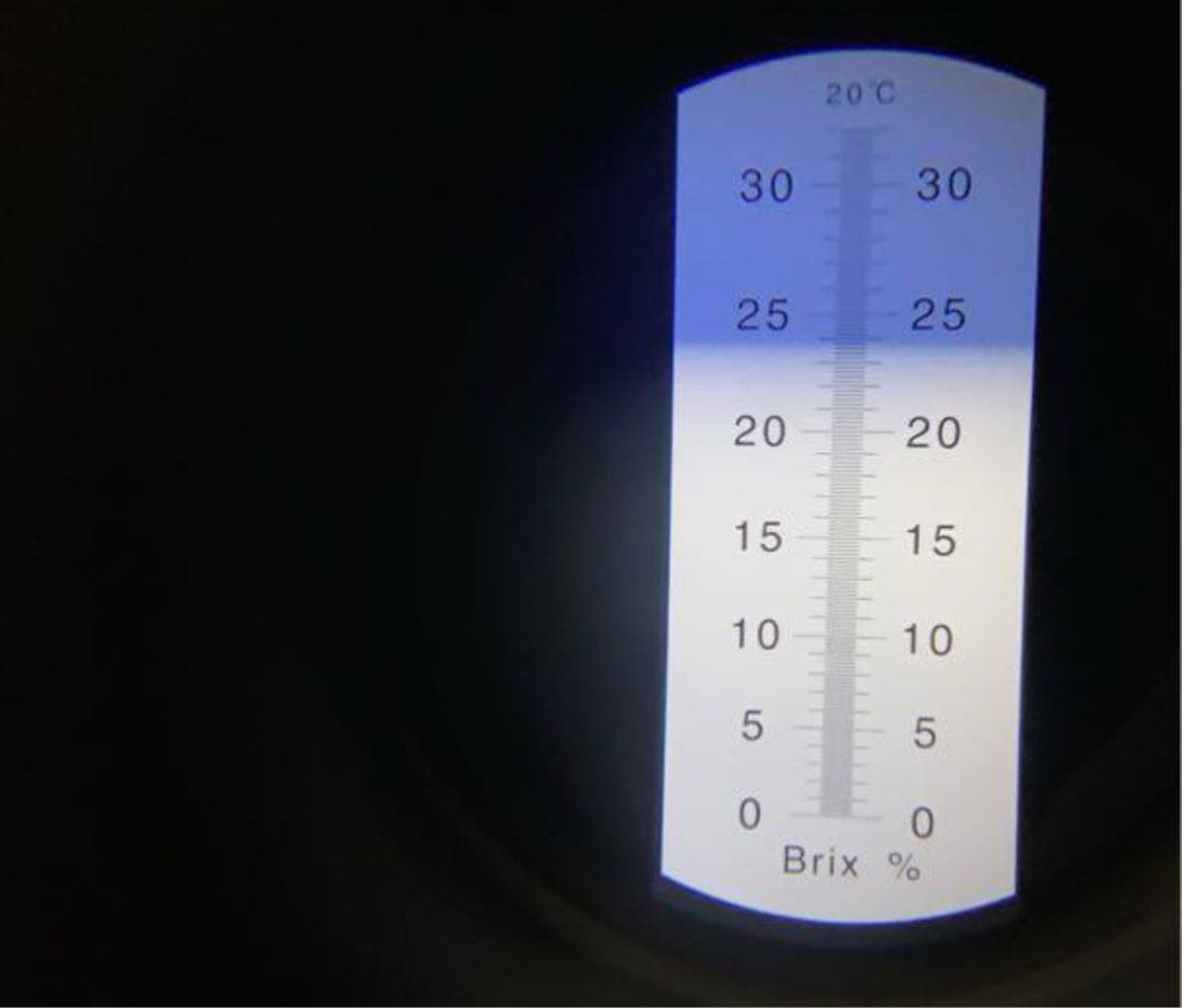 大粒シャインマスカット（房）減農薬4房 29日発送