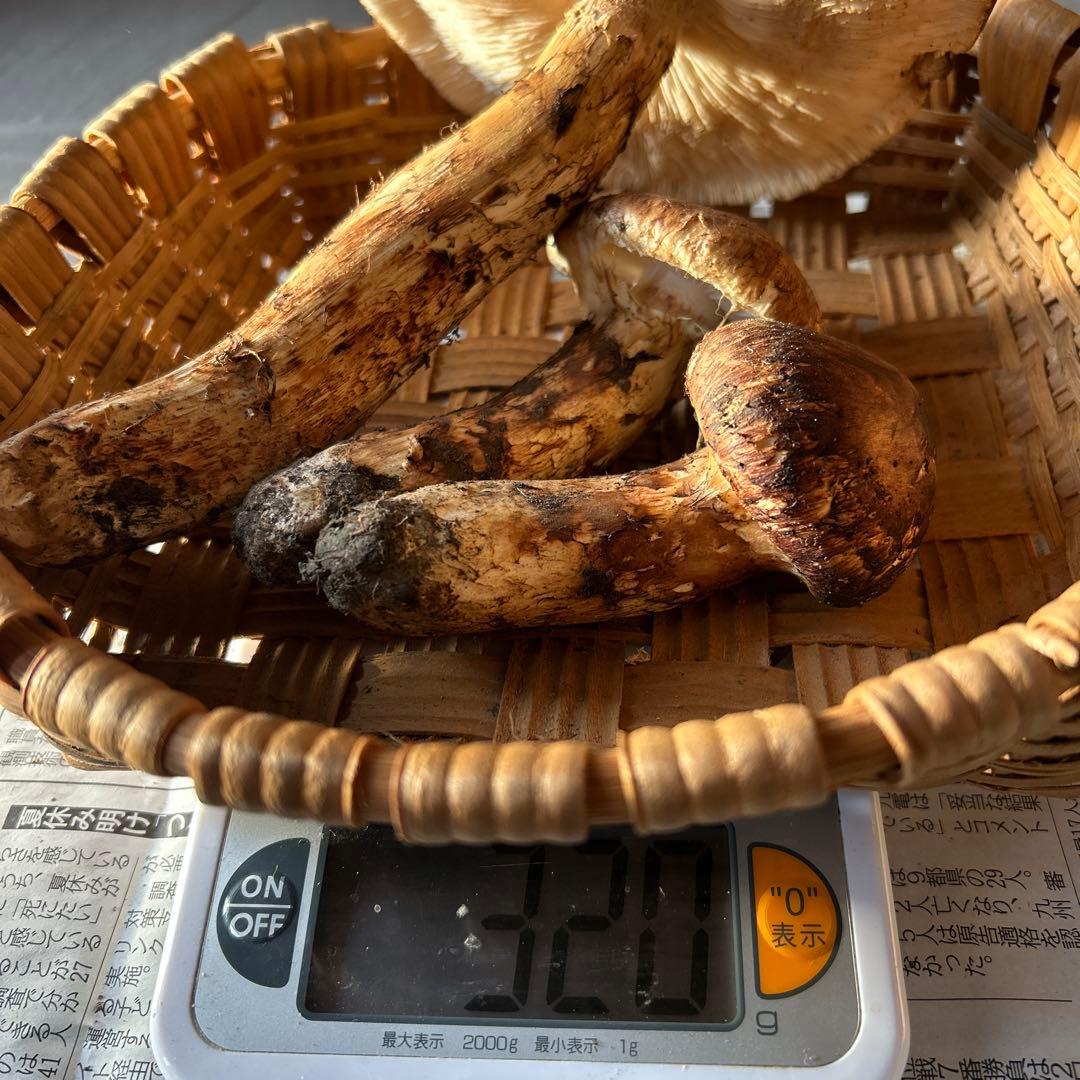【シーズンラスト】岩手県産松茸　蕾　開き320g
