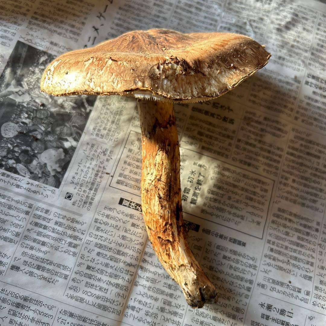 【シーズンラスト】岩手県産松茸　蕾　開き320g