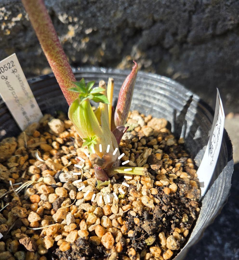 クリスマスローズ　かぐや姫